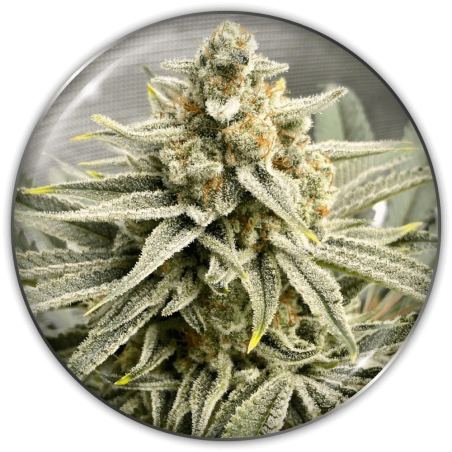 Grape Fuel Fem X3 - Medical Seeds