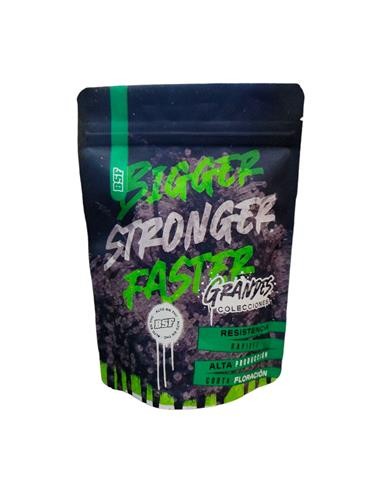 Lebron Haze Auto Xxl X100 Grow-Op - Bsf
