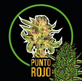 Punto Rojo Fem X100 - Delirium Seeds