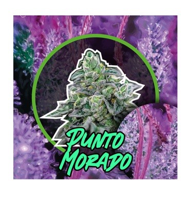 Punto Morado Fast Version X100 - Delirium Seeds