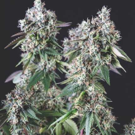 Mendocino Purple Kush Fem X5+2 - Pyramid Seeds