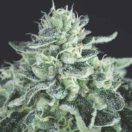 Gelato Fem X5+2 - Pyramid Seeds