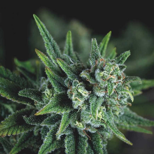 Galaxy Fast X3+1 - Pyramid Seeds