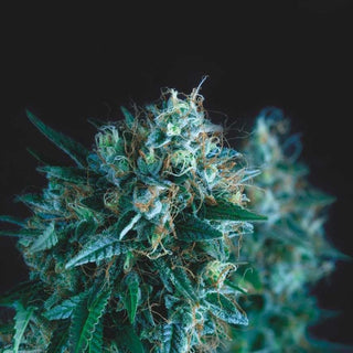 Gorila Fast X3+1 - Pyramid Seeds
