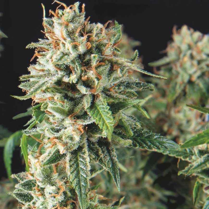 Super OG Kush Fast X3+1 - Pyramid Seeds