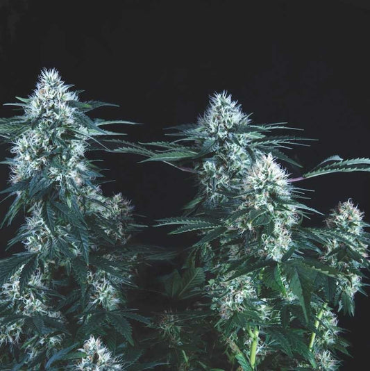 Tutankhamon Fast X3+1 - Pyramid Seeds