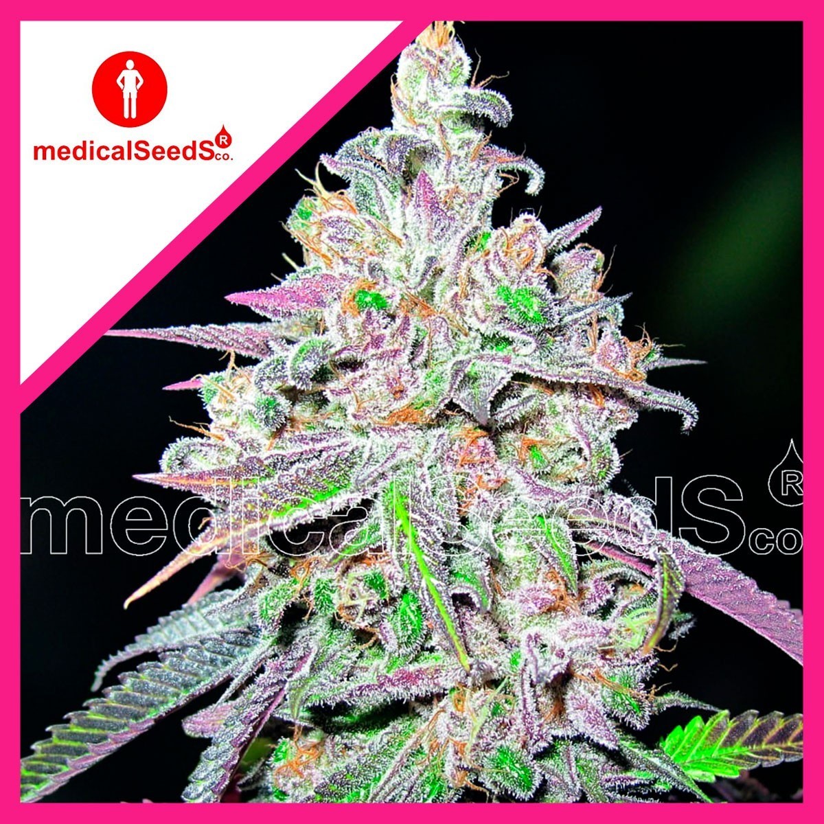 Mendocino Chanel Kush Fem X3+2 - Medical Seeds