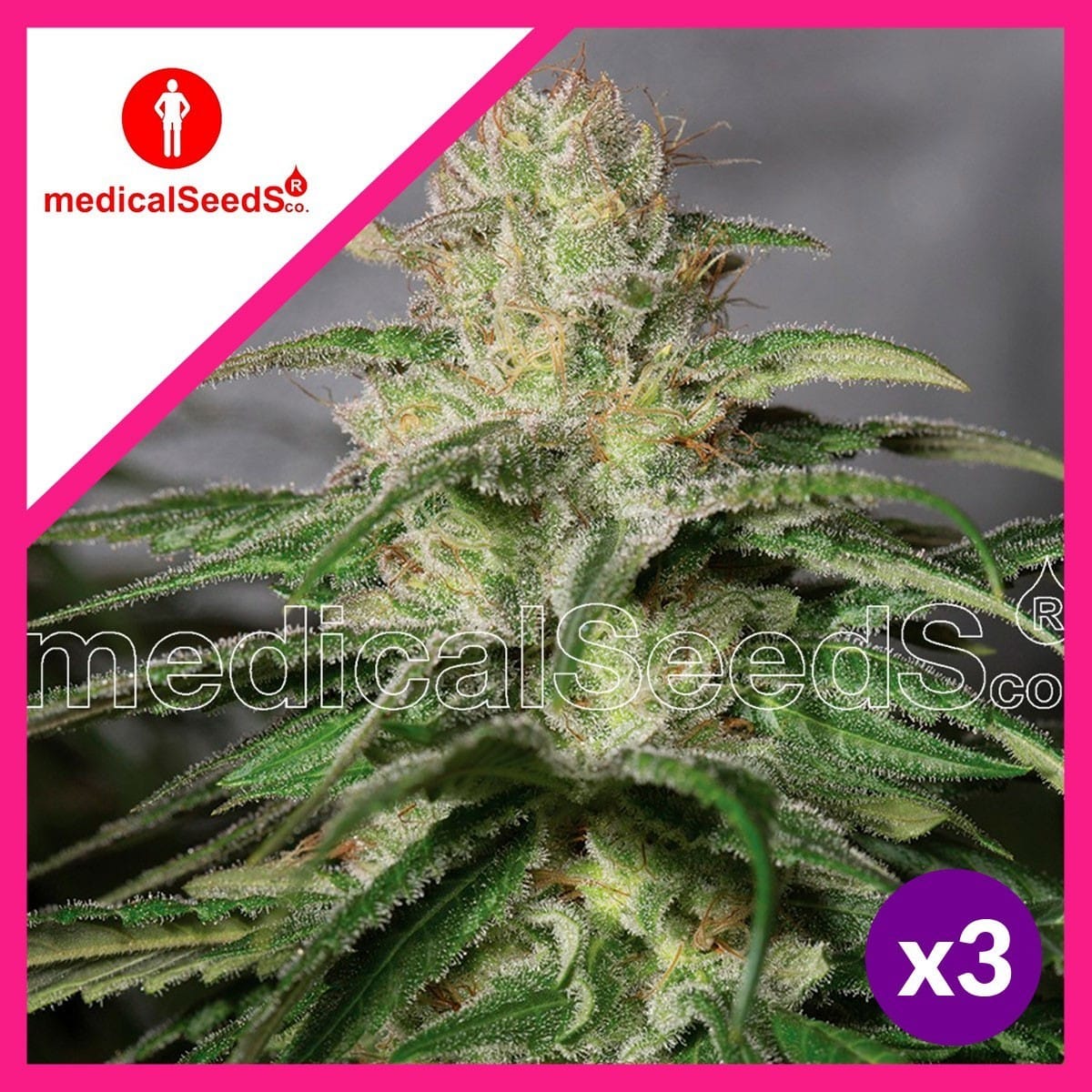 OG Kush CBD Fem X3+2 - Medical Seeds