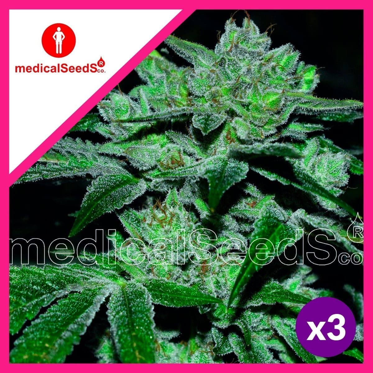Sour Glue Fem X3+2 - Medical Seeds
