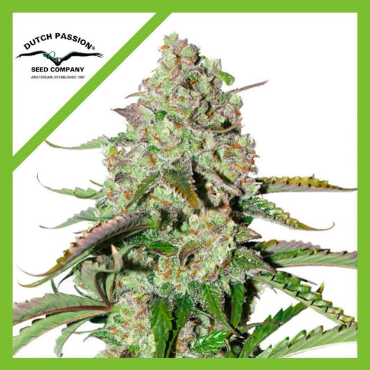 Colorado Cookies Auto X3 - Dutch Passion