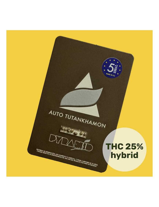 Tutankhamon Auto X50 - Pyramid Seeds