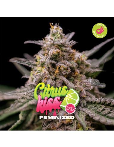 Citrus Kiss Fem X12 - Bsf