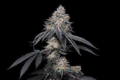 Brrberry x Fruity Pebbles OG X3+1 - Secret File