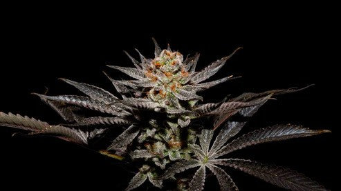 Fuji x Fruity Pebbles OG X3+1 - Secret File