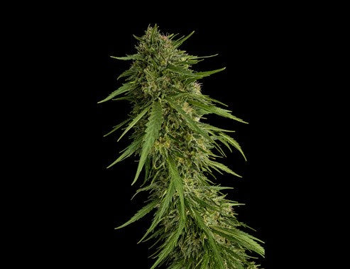 Sour Nana x Fruity Pebbles OG X25 - Secret File