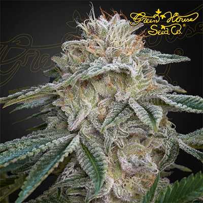 Slh x Gmo Fem X3 - Green House