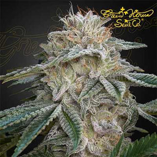 Slh x Gmo Fem X3 - Green House