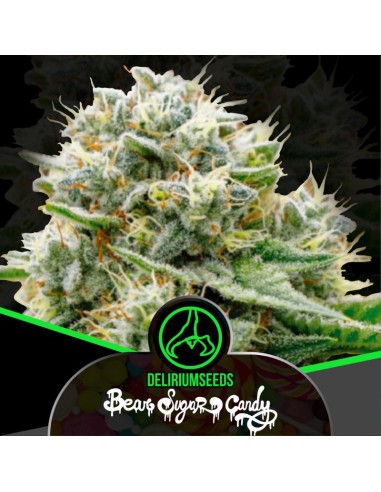 Bear Sugar Candy Fem X100 - Delirium Seeds