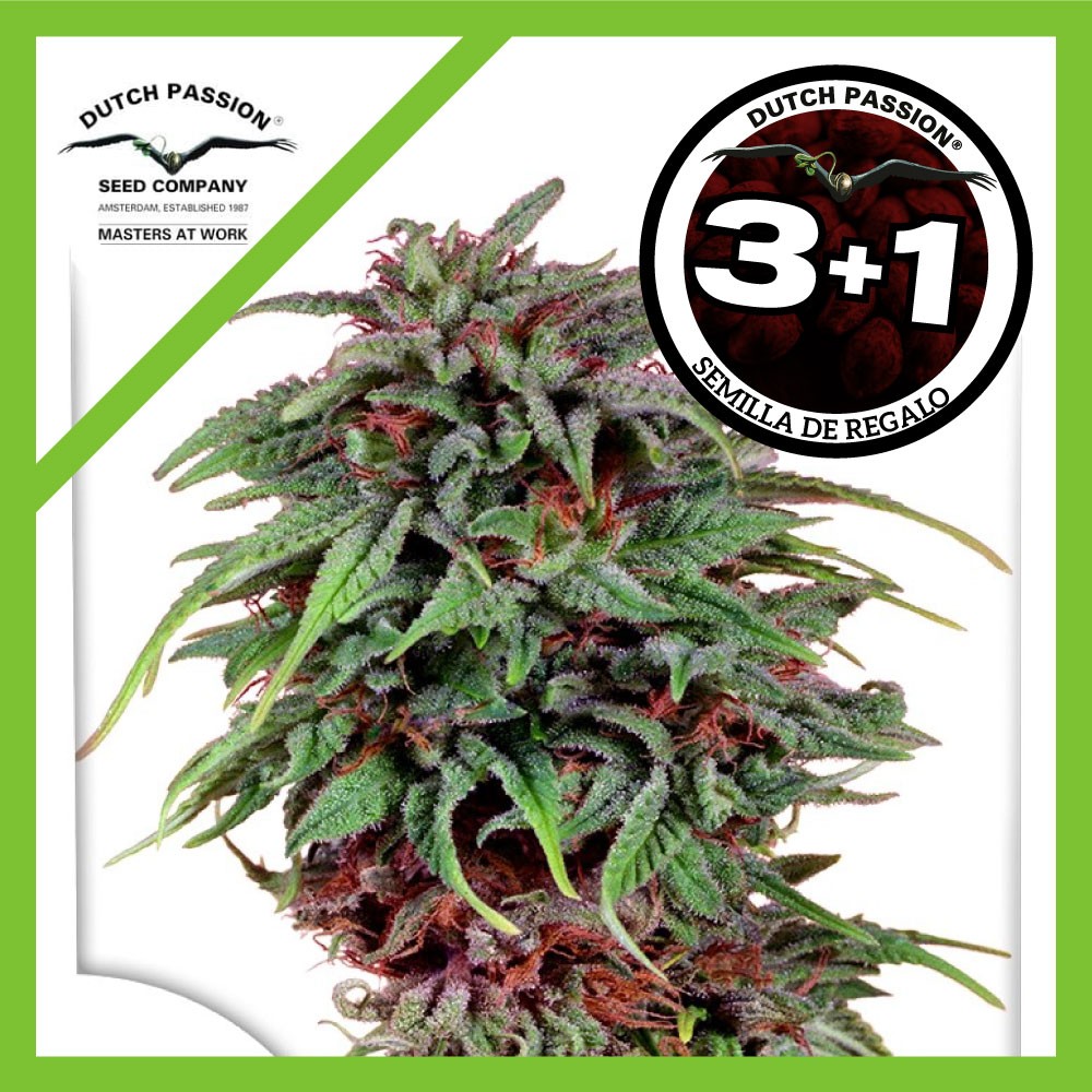 Durban Poison Fem X3+1 - Dutch Passion