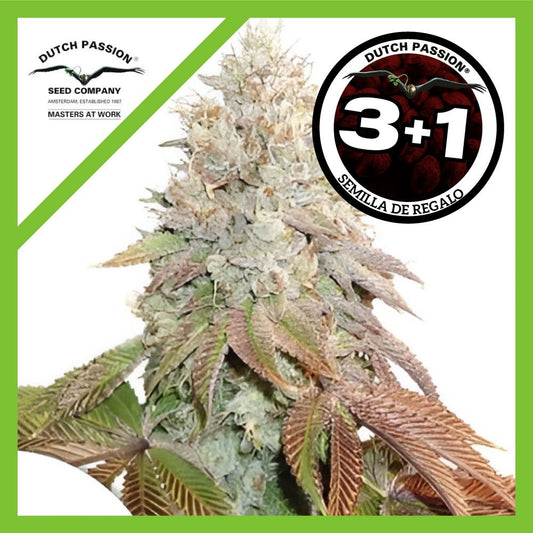 Banana Blaze Auto X3+1 - Dutch Passion