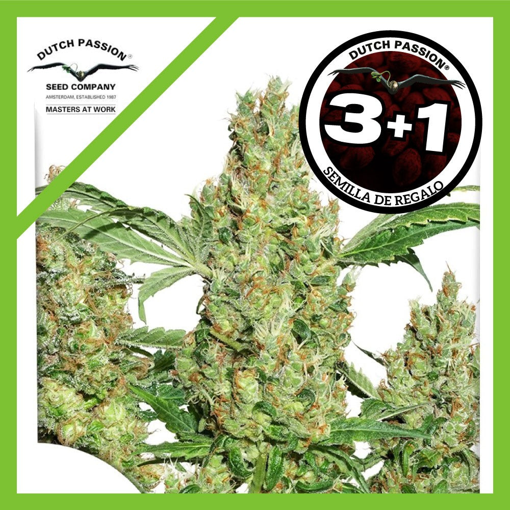 Power Plant Fem X3+1 - Dutch Passion