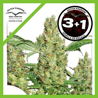 Power Plant Fem X3+1 - Dutch Passion