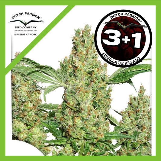 Power Plant Fem X3+1 - Dutch Passion