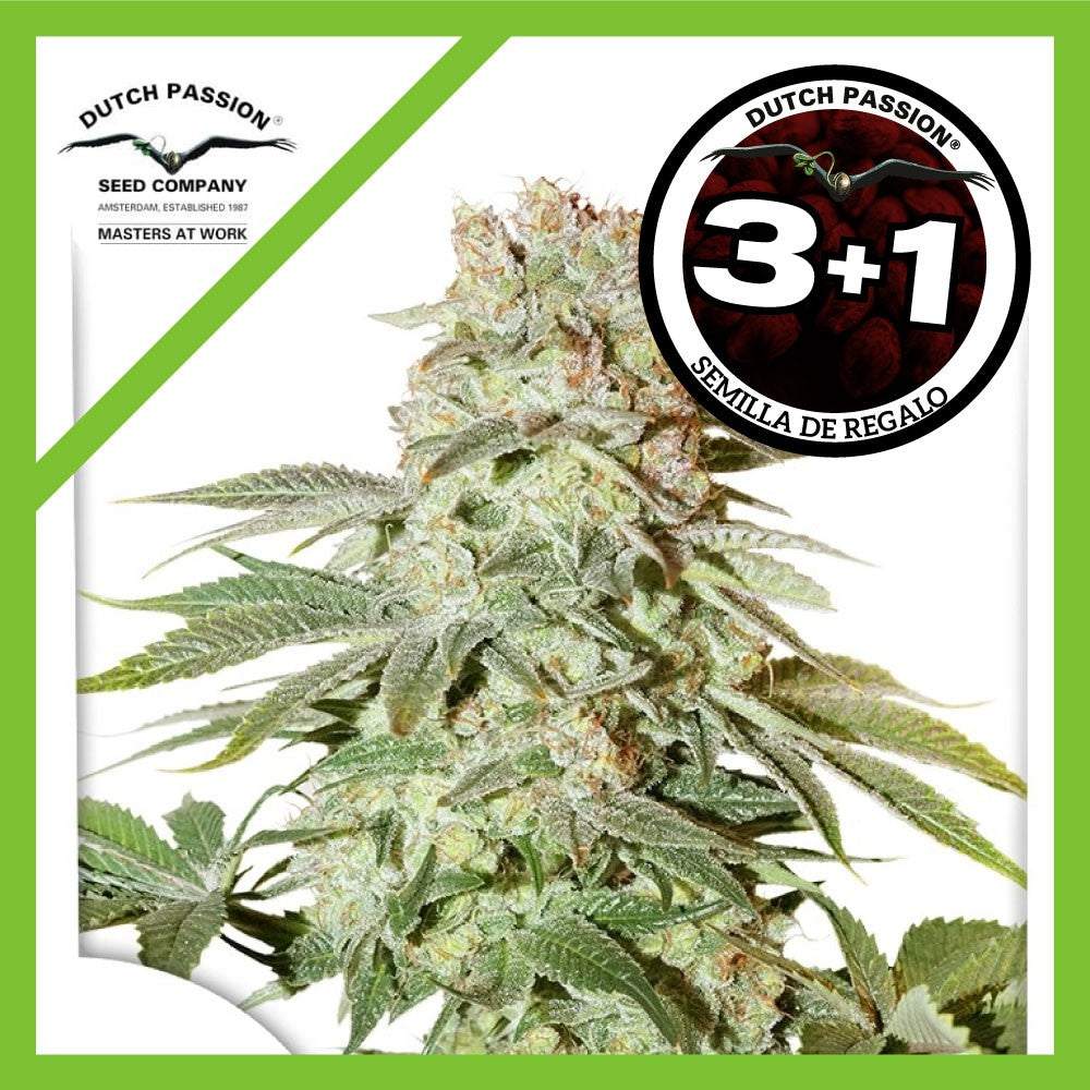 Power Plant Auto X3+1 - Dutch Passion