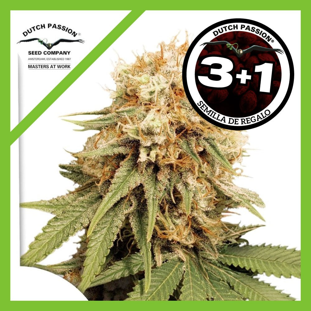 White Widow Fem X3+1 - Dutch Passion
