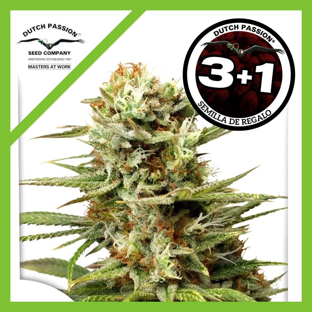 White Widow Auto X3+1 - Dutch Passion