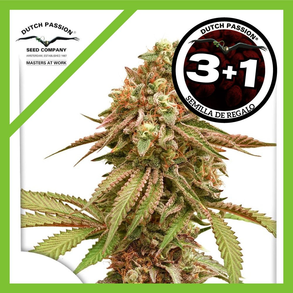 Tropical Tangie Fem X3+1 - Dutch Passion