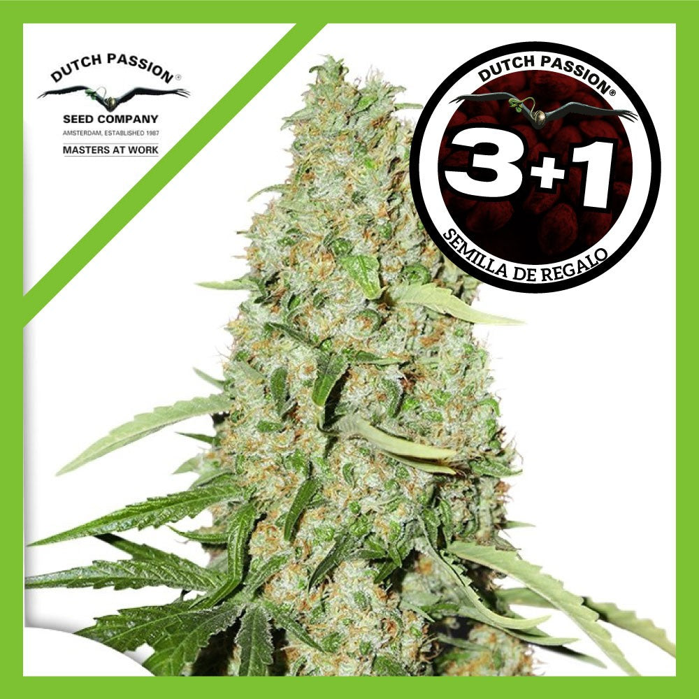 Think Fast Fem X3+1 - Dutch Passion