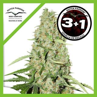 Think Fast Fem X3+1 - Dutch Passion