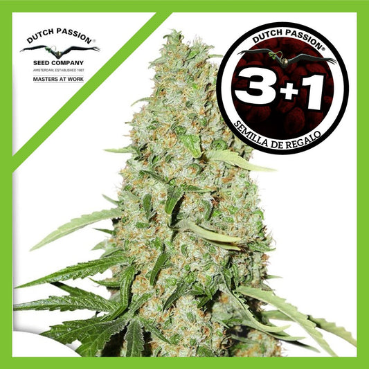 Think Fast Fem X3+1 - Dutch Passion