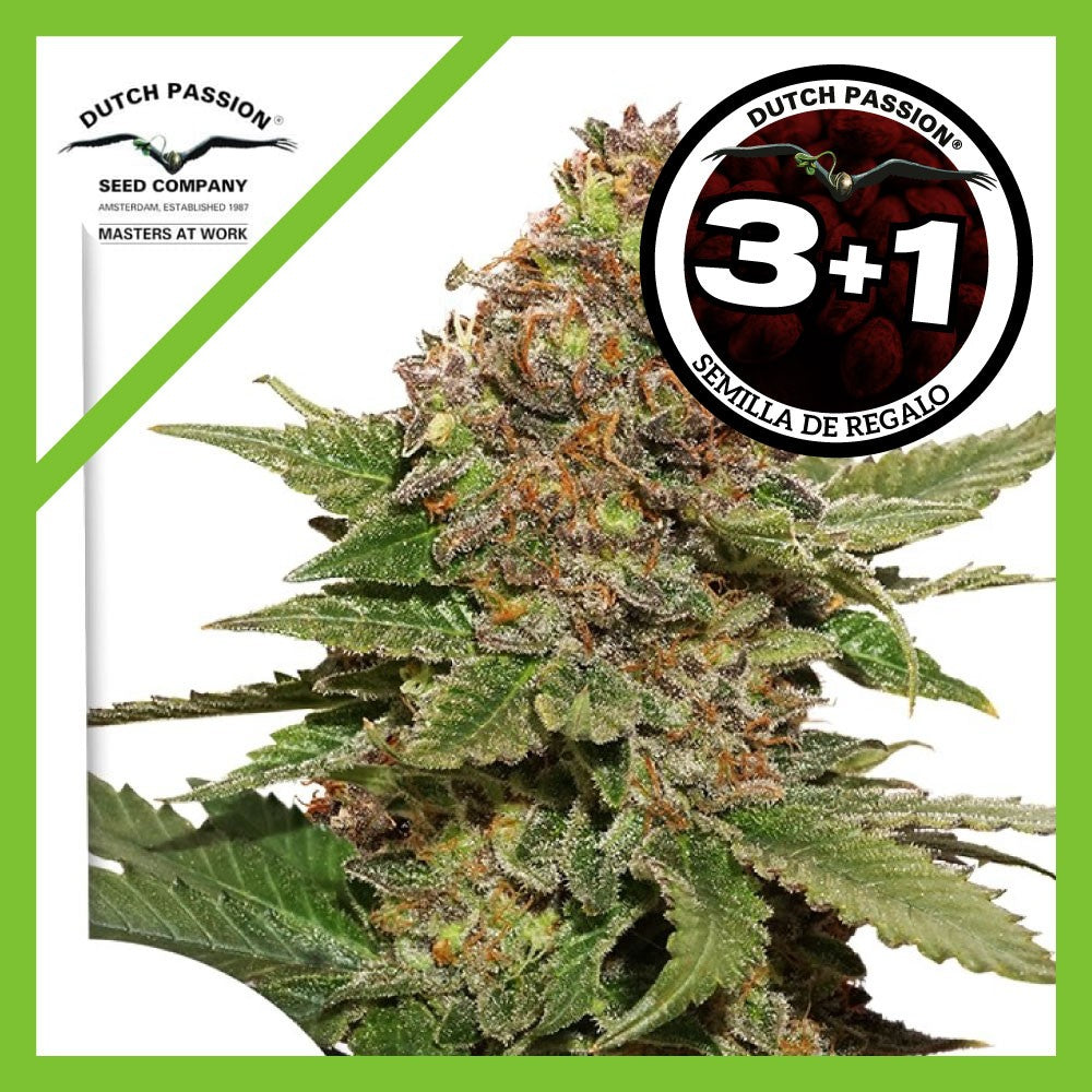 Strawberry Cough Fem X3+1 - Dutch Passion