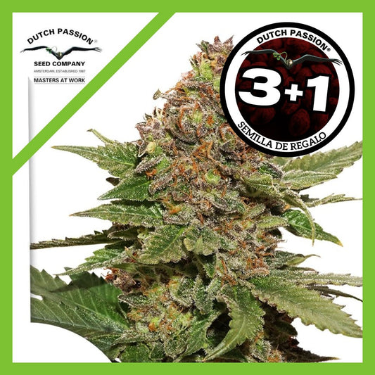Strawberry Cough Fem X3+1 - Dutch Passion