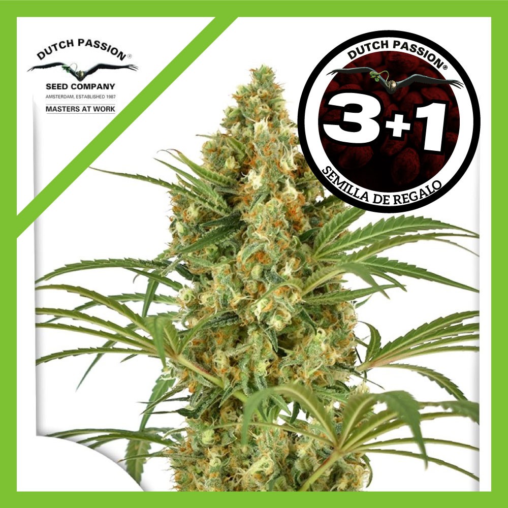 Snow Bud Fem X3+1 - Dutch Passion
