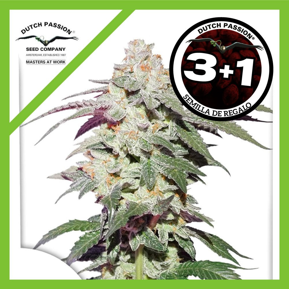 Skywalker Haze Fem X3+1 - Dutch Passion