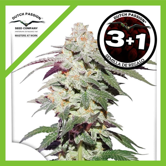 Skywalker Haze Fem X3+1 - Dutch Passion