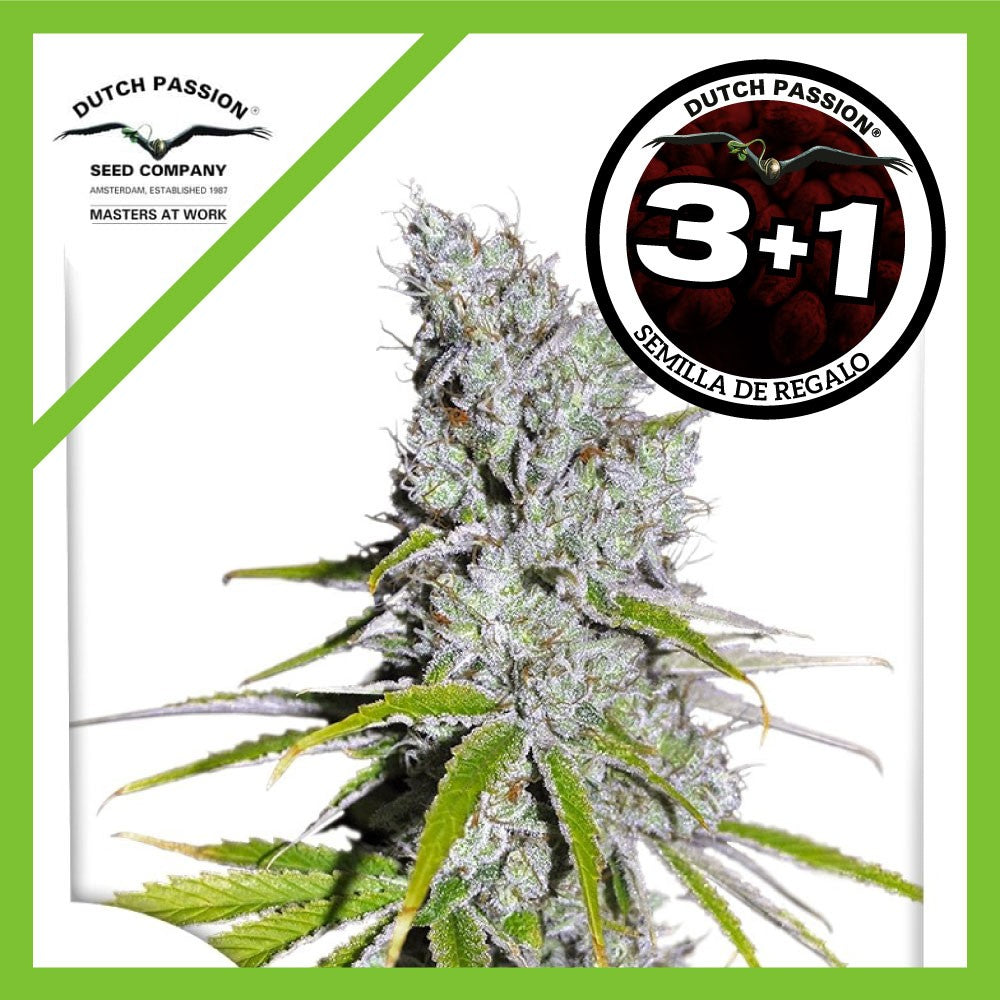 Skunk Haze CBD Fem X3+1 - Dutch Passion