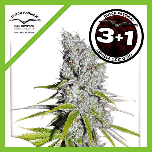 Skunk Haze CBD Fem X3+1 - Dutch Passion