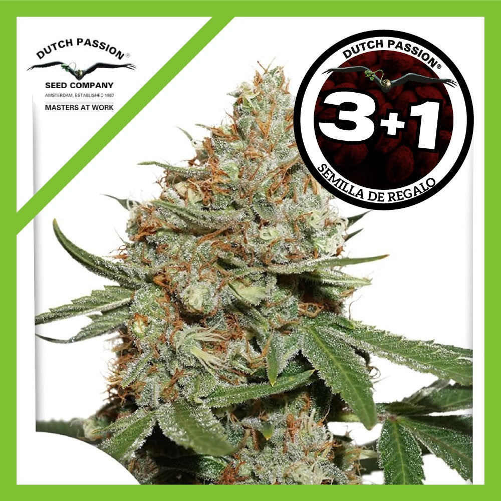 Skunk N11 Fem X3+1 - Dutch Passion