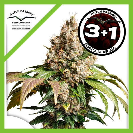 Red Tropicana Cookies Auto X3+1 - Dutch Passion