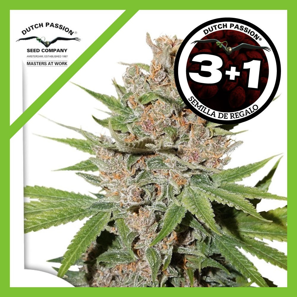Passion Fruit Fem X3+1 - Dutch Passion