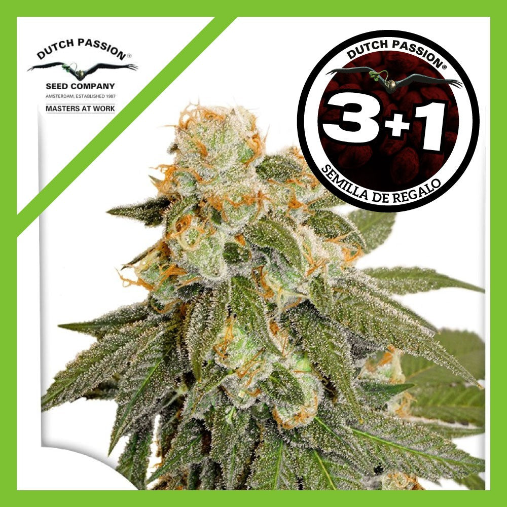 Orange Bud Auto X3+1 - Dutch Passion