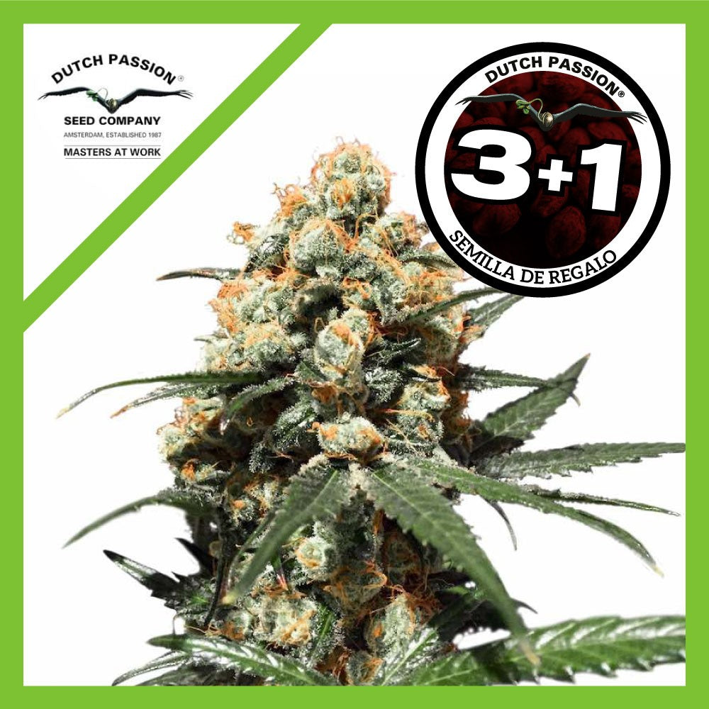 Orange Hill Special Fem X3+1 - Dutch Passion