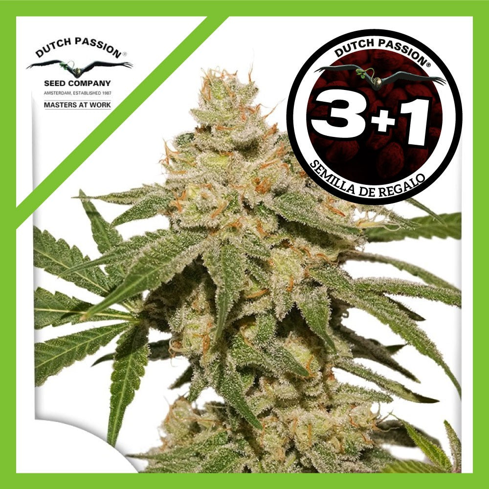 Oh My Gusher Auto X3+1 - Dutch Passion