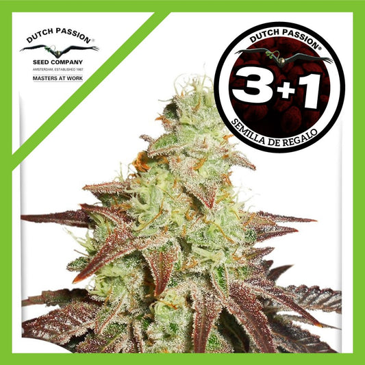 Night Queen Auto X3+1 - Dutch Passion