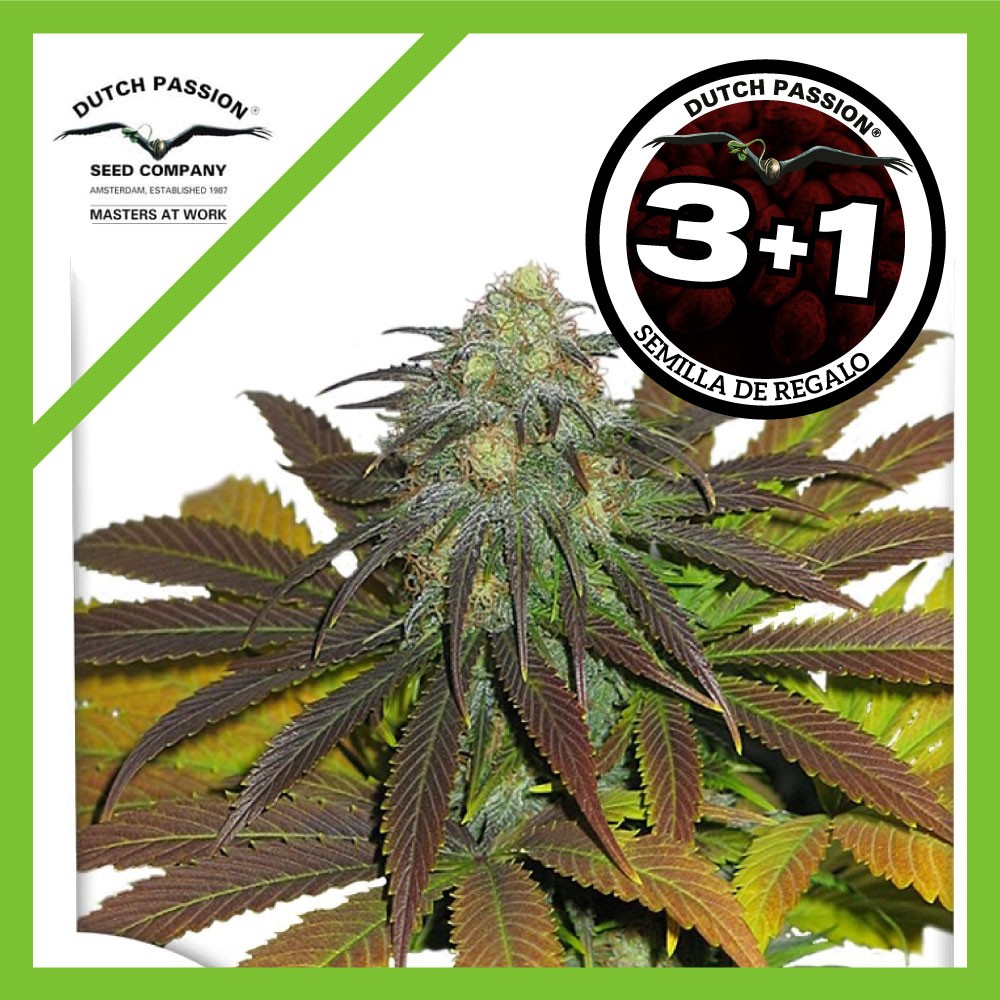 Californian Orange Fem X3+1 - Dutch Passion