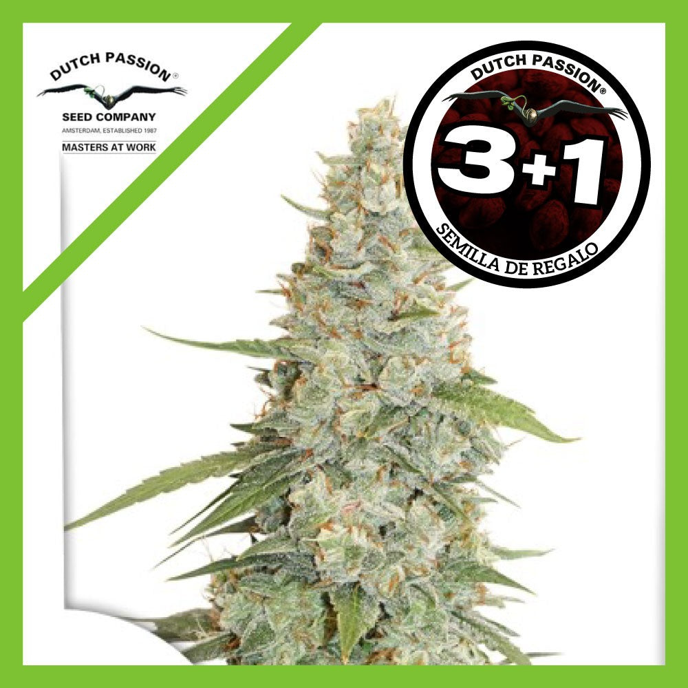 Meringue Fem X3+1 - Dutch Passion